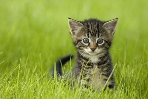 Pet Insurance