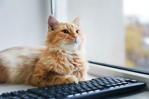 Online Forms