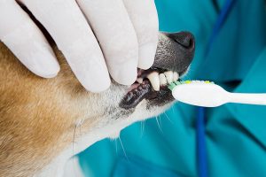 Dental Services