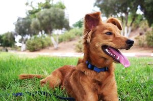 Spay and Neuter