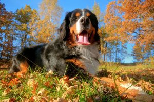 Heartworm and Parasite Prevention