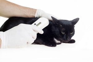 Microchip Implantation