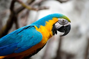 Bird Care