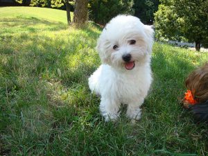 Puppy & Kitten Wellness Plans