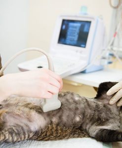 Ultrasound