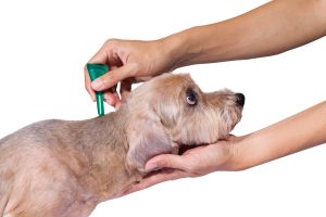 What To Know About Fleas And Ticks