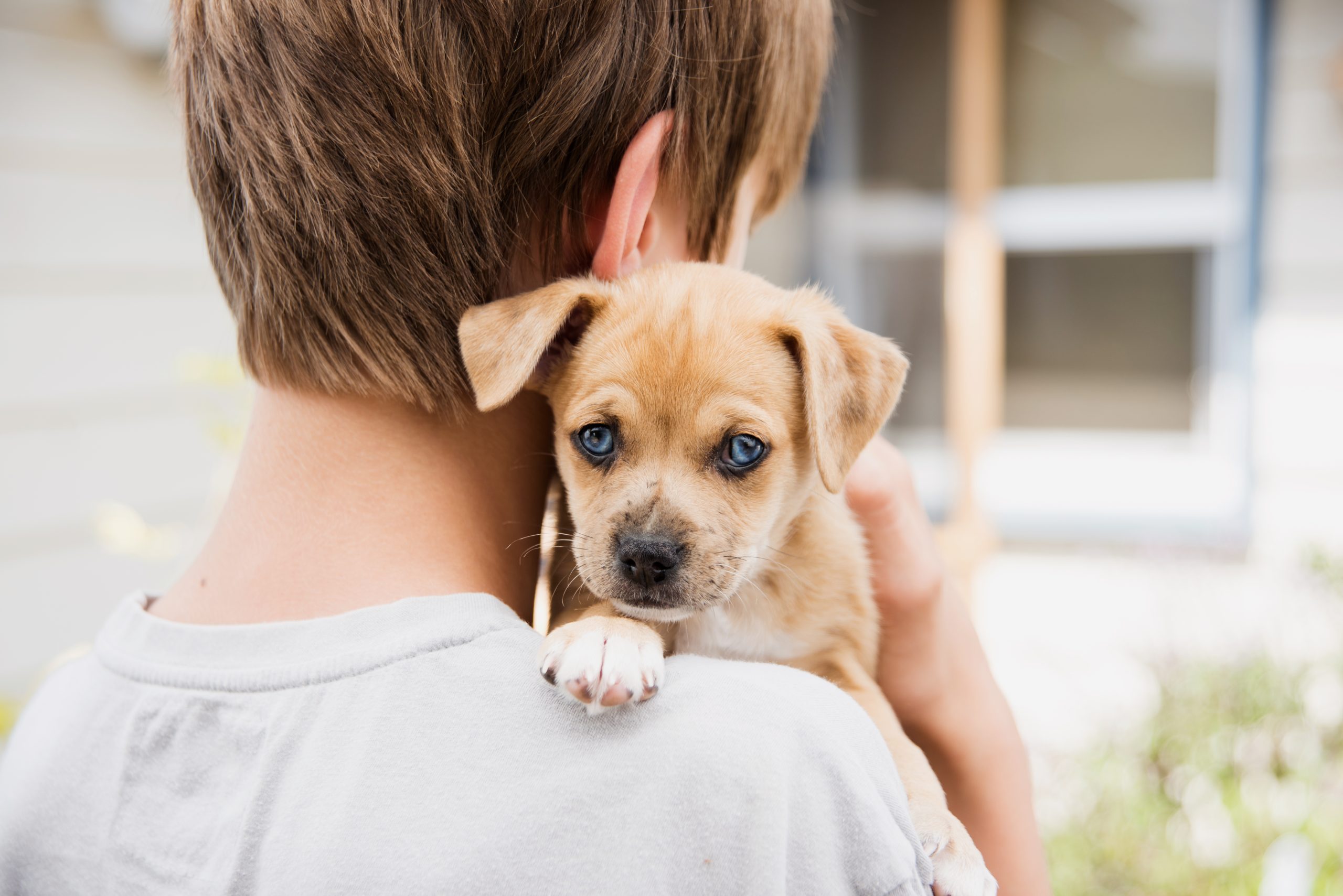 5 Simple Steps to Care for Your New Pet - Veterinary La Habra