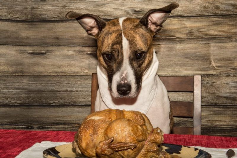 How To Keep Dogs Stress Free During Thanksgiving - Veterinary La Habra