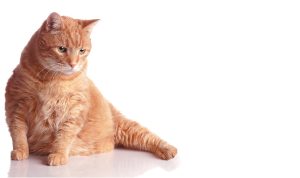 5 Signs Your Cat Has Diabetes