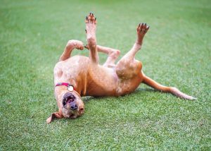 Allergies In Pets, Scratching The Surface