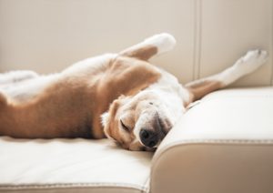 5 Signs Your Pet Has Asthma
