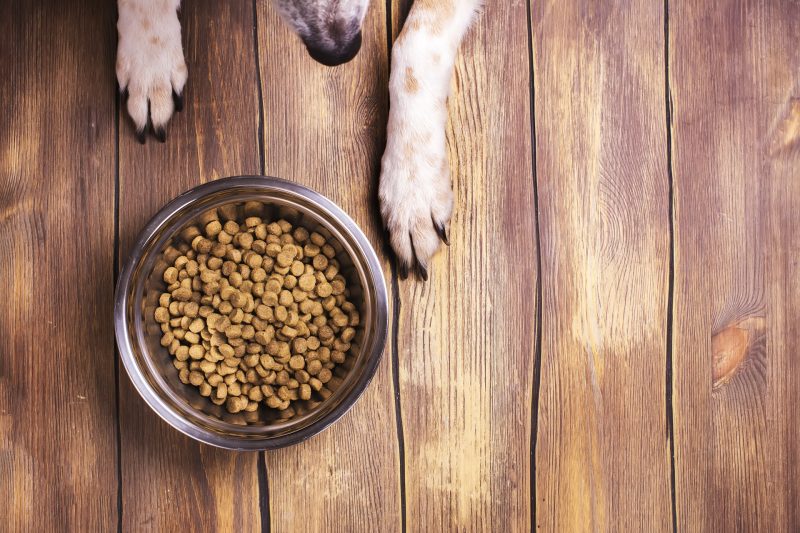 Should Your Dog’s Food be Grain Free