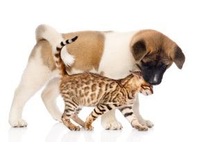 Why Many People Choose To Spay Neuter Their Pets