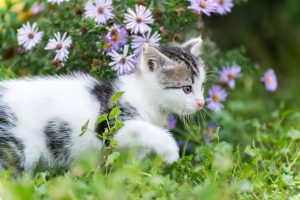 How to Keep Cats Safe Outdoors