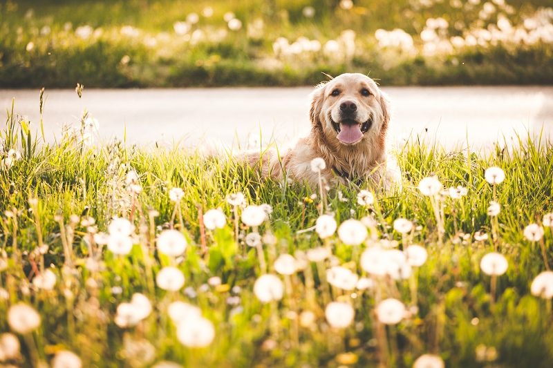 Can My Dog Have Allergies? - Veterinary La Habra