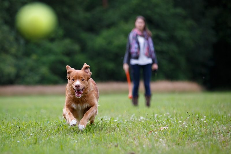 Tips To Keep Your Pet Safe All Summer Long - Veterinary La Habra