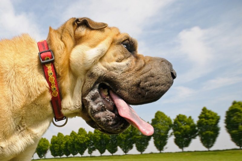 What is Bloat GDV? - Veterinary La Habra