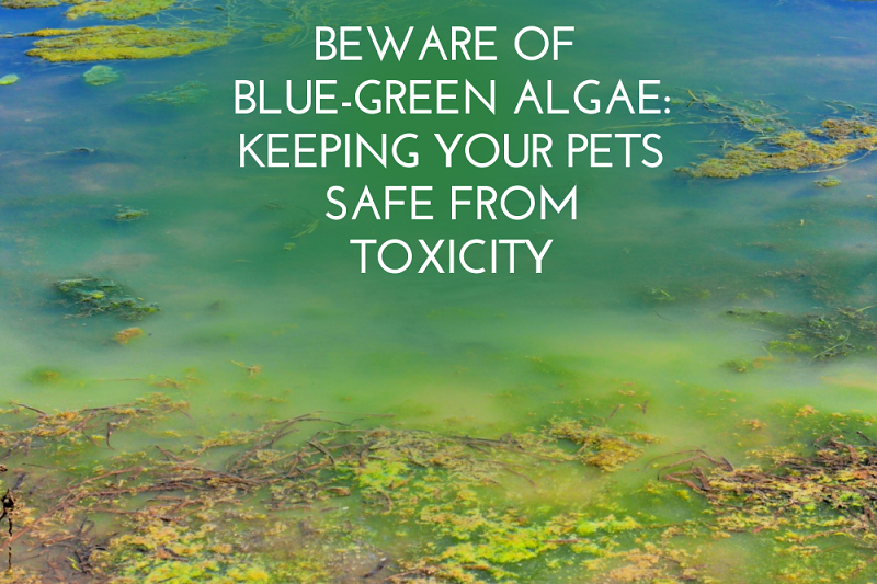 Beware of Blue-Green Algae: Keeping Your Pets Safe from Toxicity - Veterinary La Habra