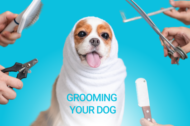 Grooming Your Dog - Veterinary La Habra