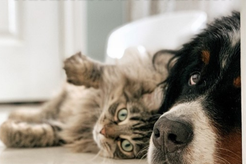 Parasites and Prevention - Veterinary La Habra
