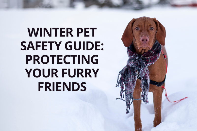 Winter Pet Safety Guide: Protecting Your Furry Friends - Veterinary La Habra
