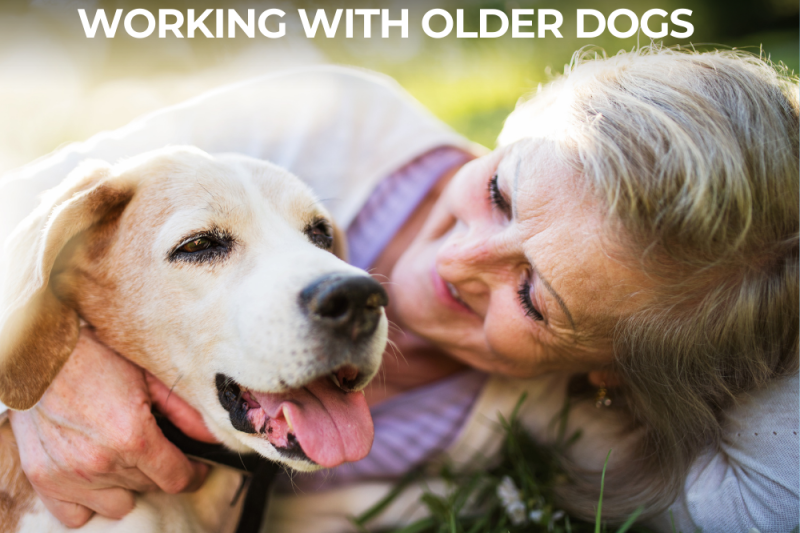 Aging Gracefully: Working With Older Dogs - Veterinary La Habra