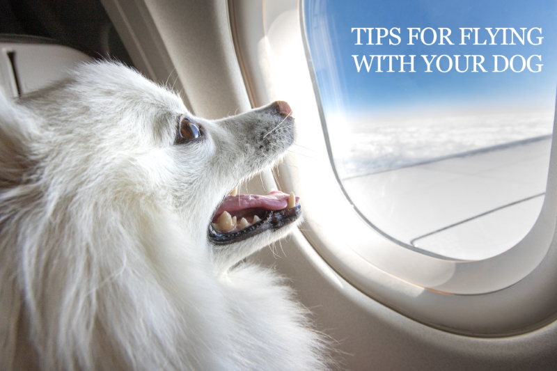 Tips For Flying With Your Dog - Veterinary La Habra