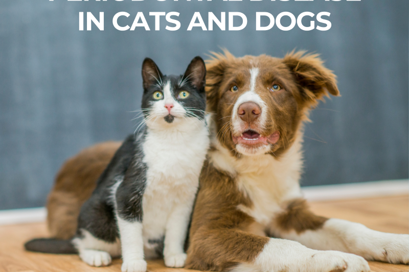 Periodontal Disease in Cats and Dogs - Veterinary La Habra