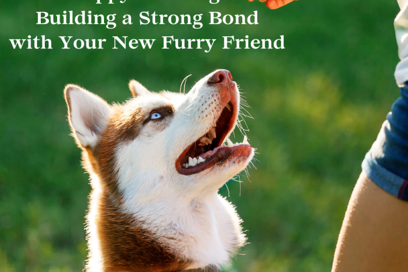 Mastering Puppy Training: Building a Strong Bond with Your New Furry Friend - Veterinary La Habra