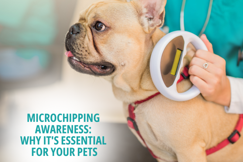 Microchipping Awareness: Why It’s Essential for Your Pets - Veterinary La Habra
