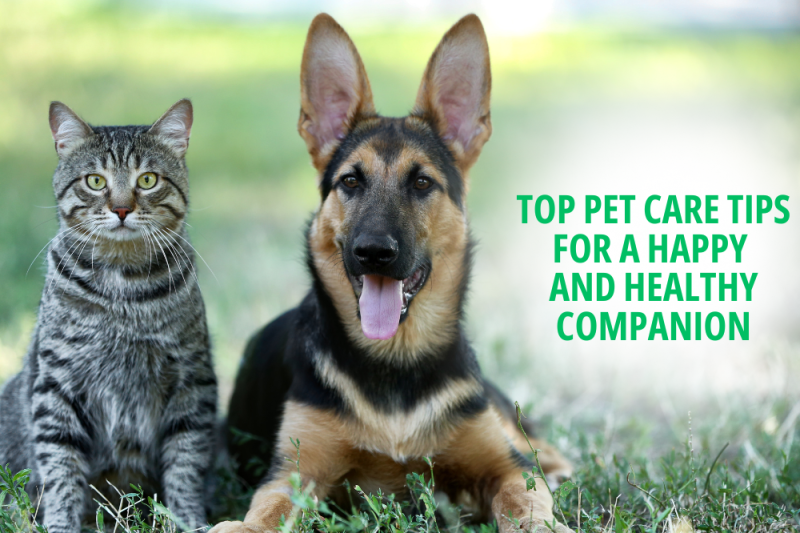 Top Pet Care Tips for a Happy and Healthy Companion - Veterinary La Habra
