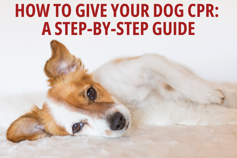 How to Give Your Dog CPR: A Step-by-Step Guide - Veterinary La Habra