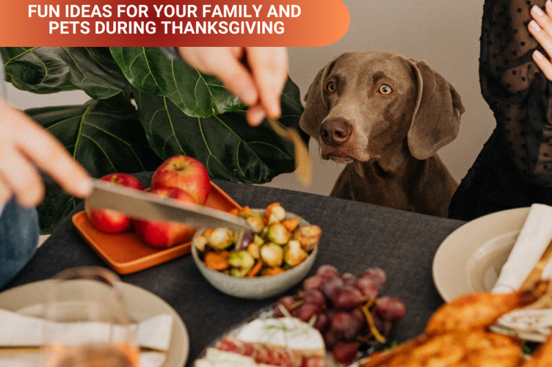 Fun Ideas for Your Family and Pets During Thanksgiving - Veterinary La Habra