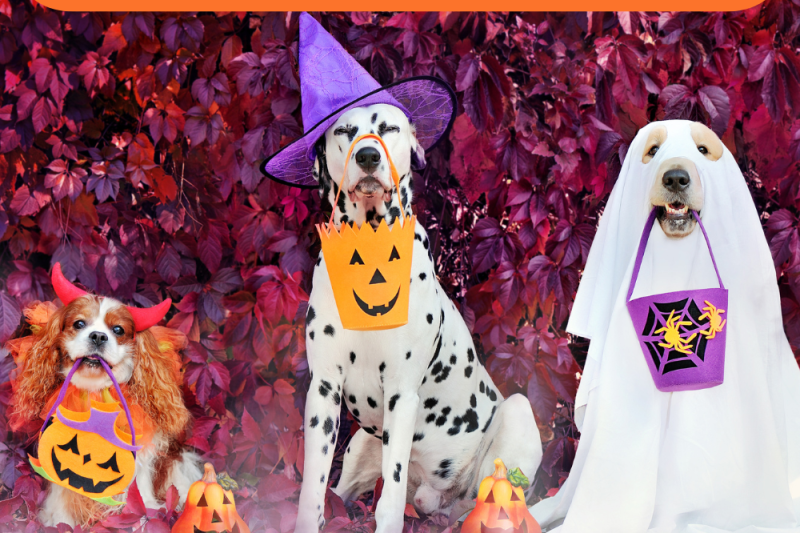 Halloween Pet Safety: Keeping Your Furry Friends Safe During the Festivities - Veterinary La Habra