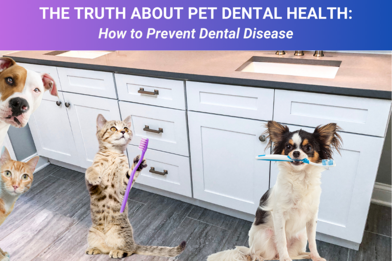 The Truth About Pet Dental Health How to Prevent Dental Disease - Veterinary La Habra